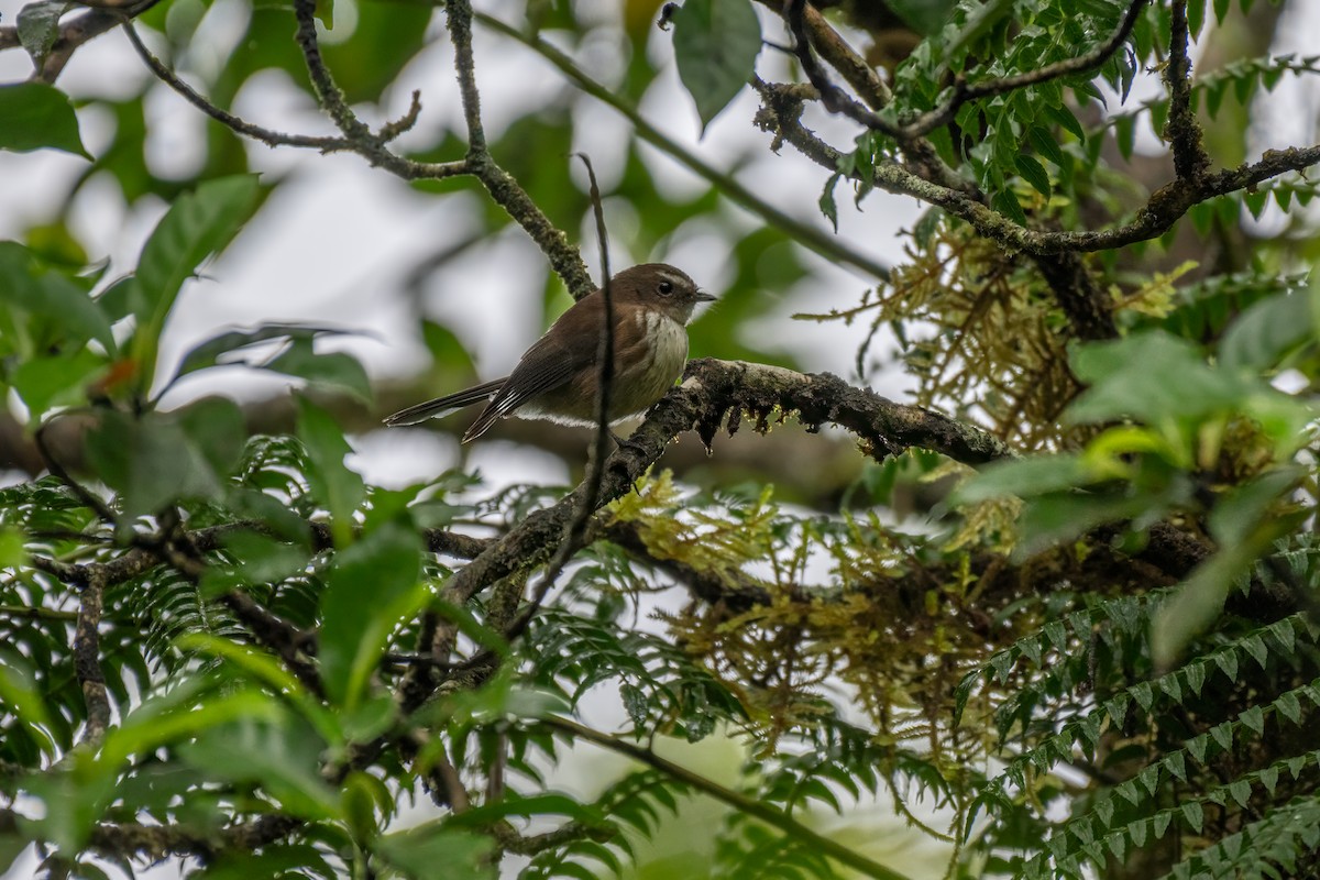 Fiji Streaked Fantail - ML625820434