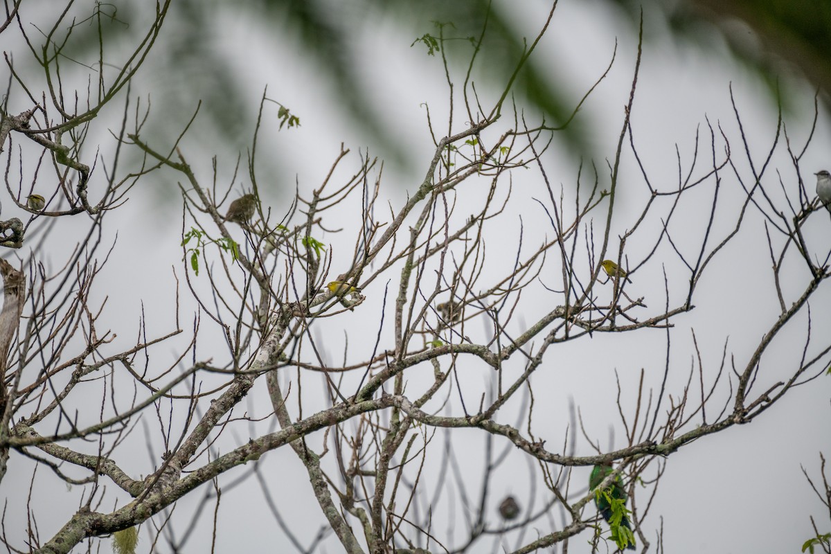 Fiji White-eye - ML625820442