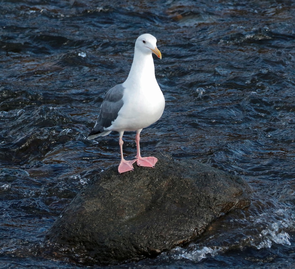 Western Gull - ML625820469