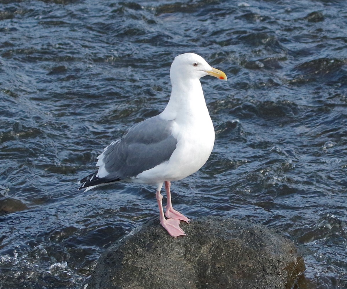 Western Gull - ML625820488