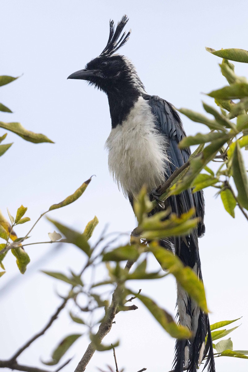 Black-throated Magpie-Jay - ML625820544