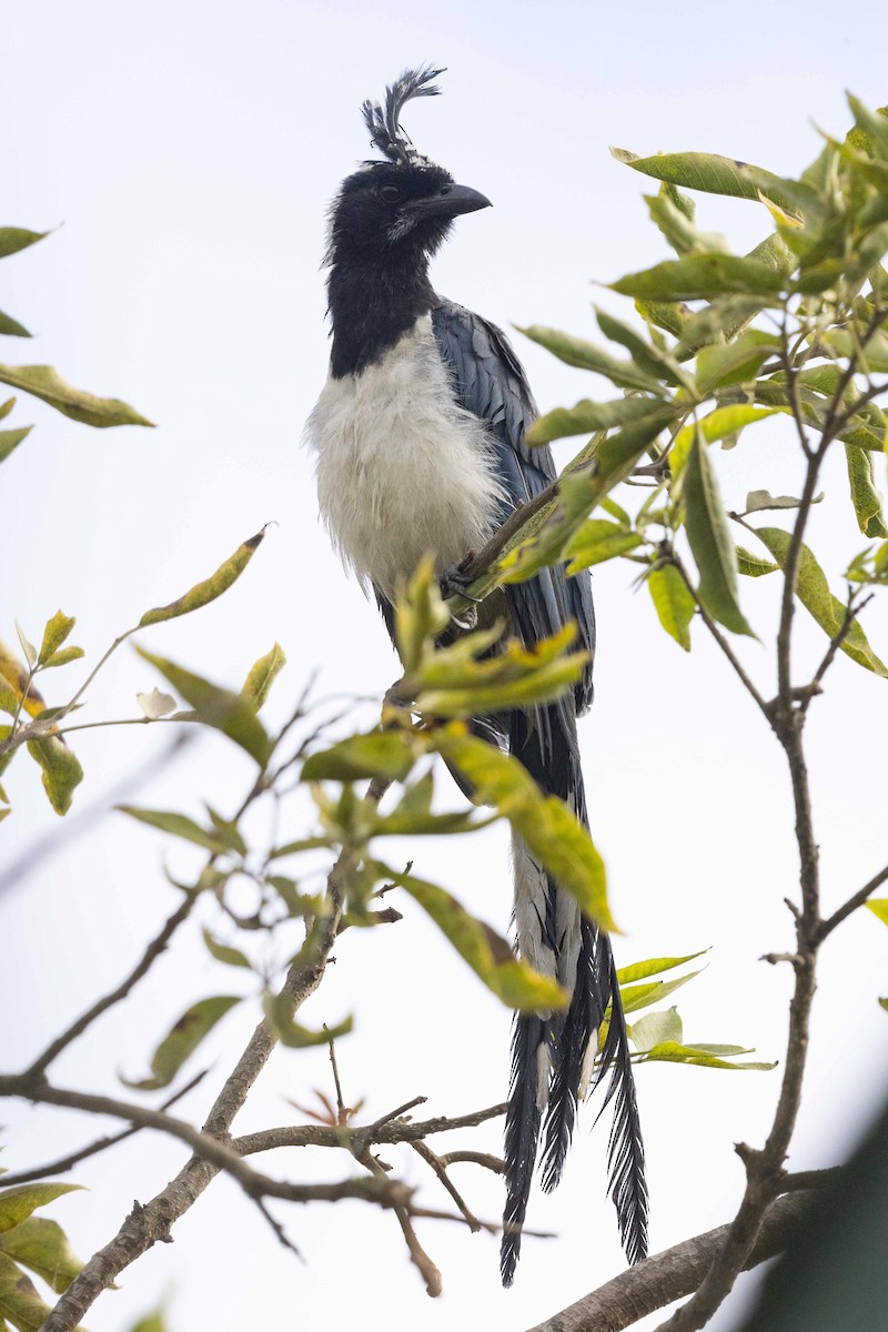 Black-throated Magpie-Jay - ML625820545