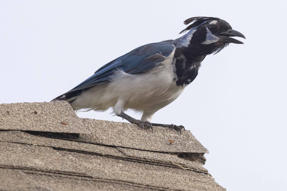 Black-throated Magpie-Jay - ML625820546