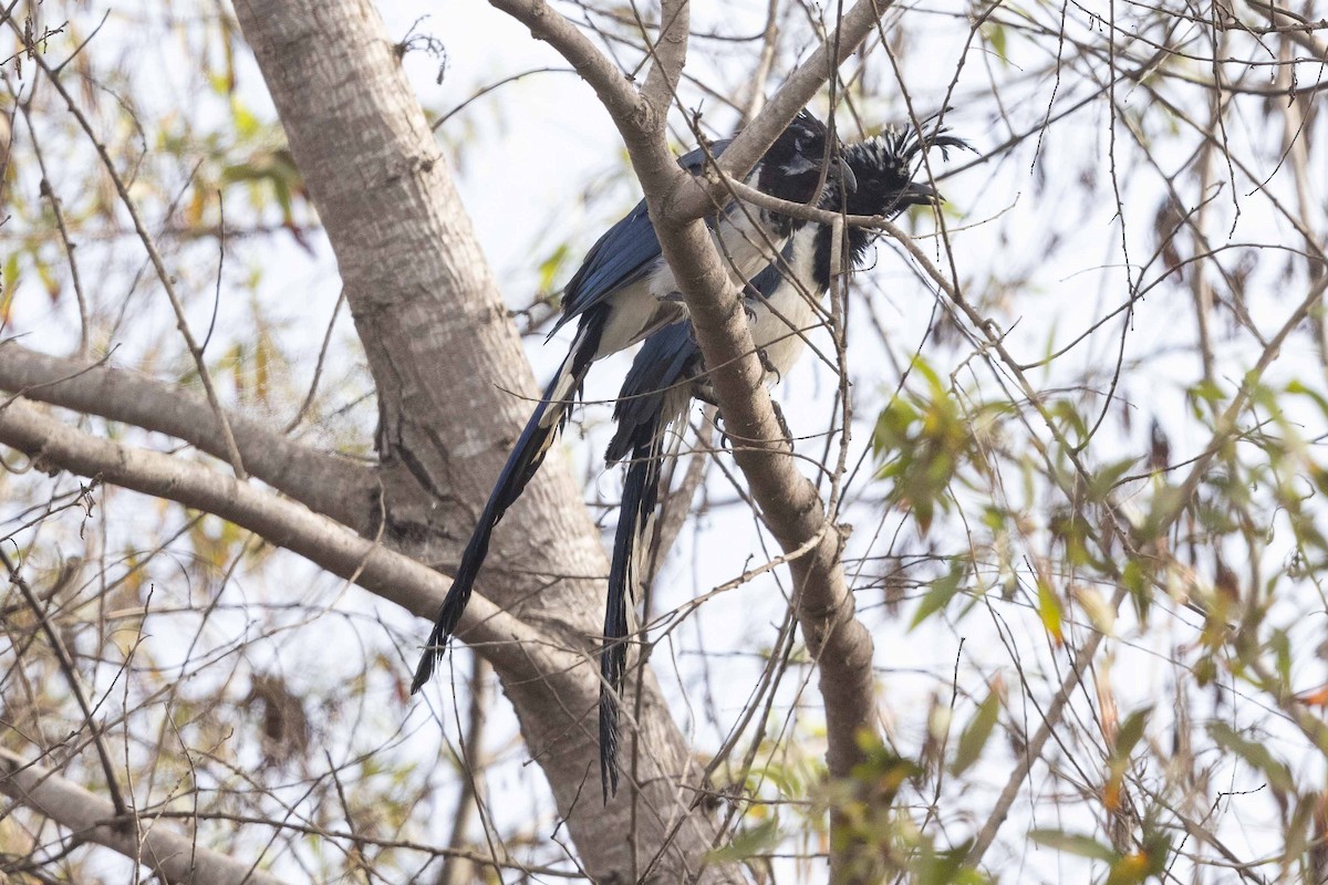 Black-throated Magpie-Jay - ML625820547