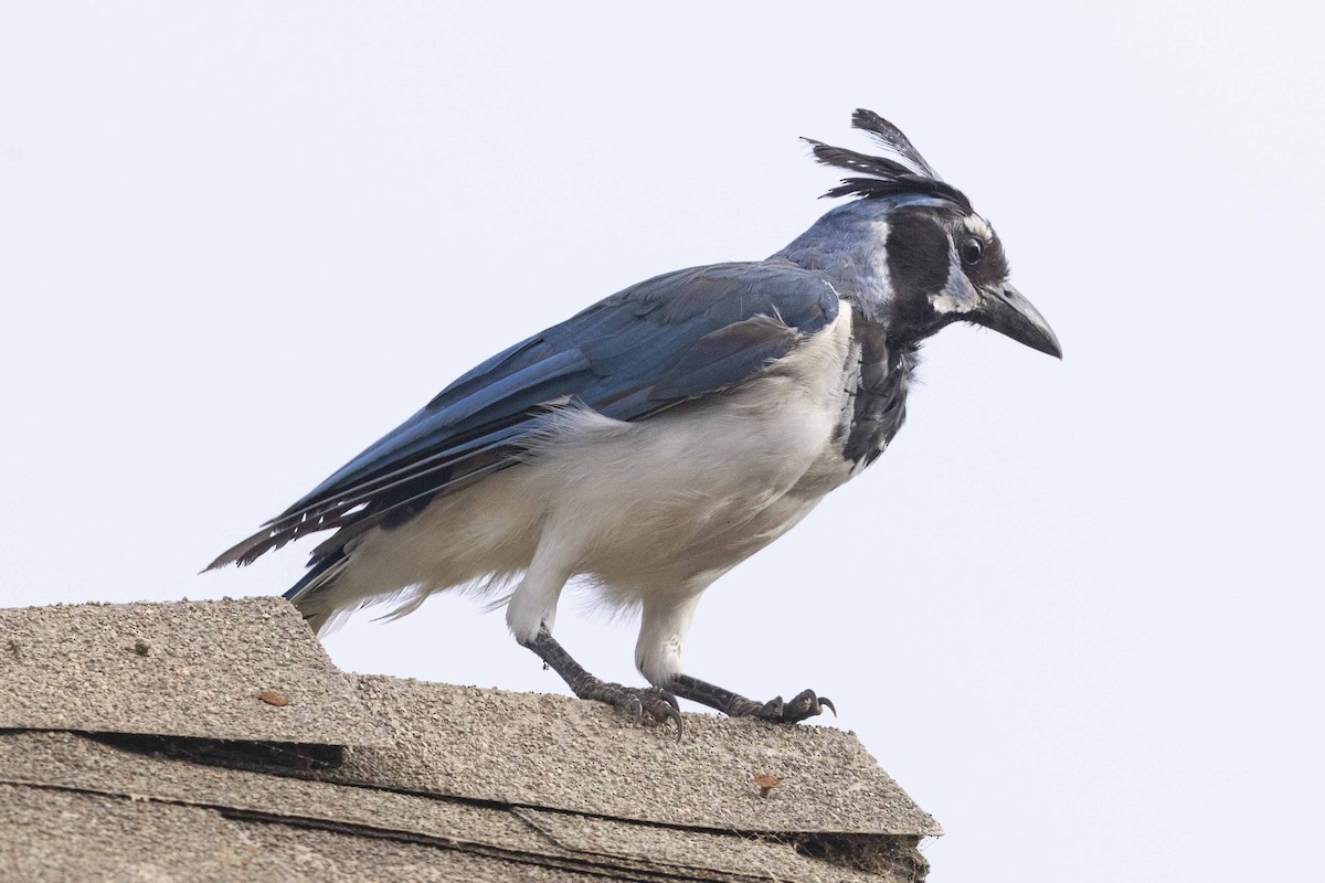 Black-throated Magpie-Jay - ML625820548