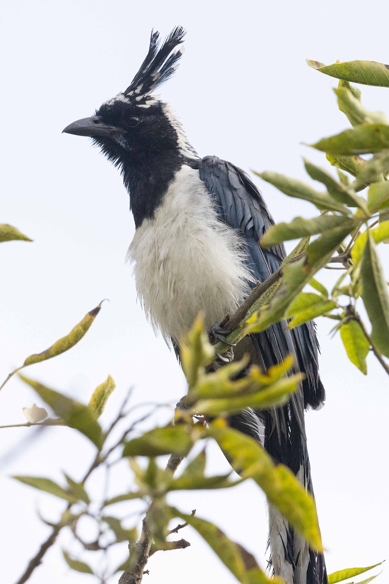 Black-throated Magpie-Jay - ML625820549