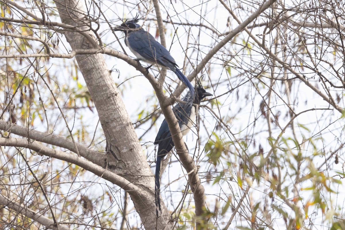 Black-throated Magpie-Jay - ML625820550