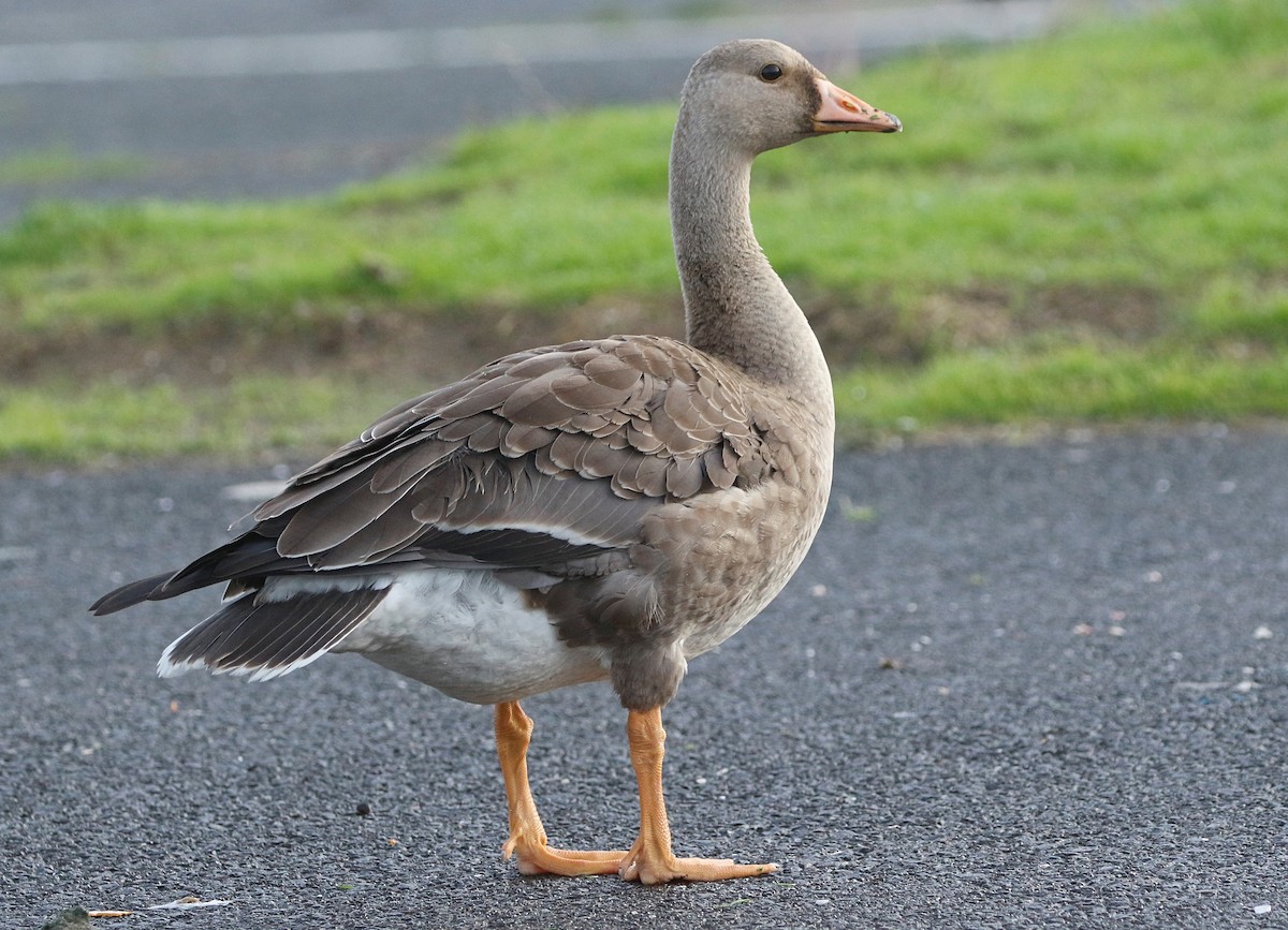 Greater White-fronted Goose - ML625820555