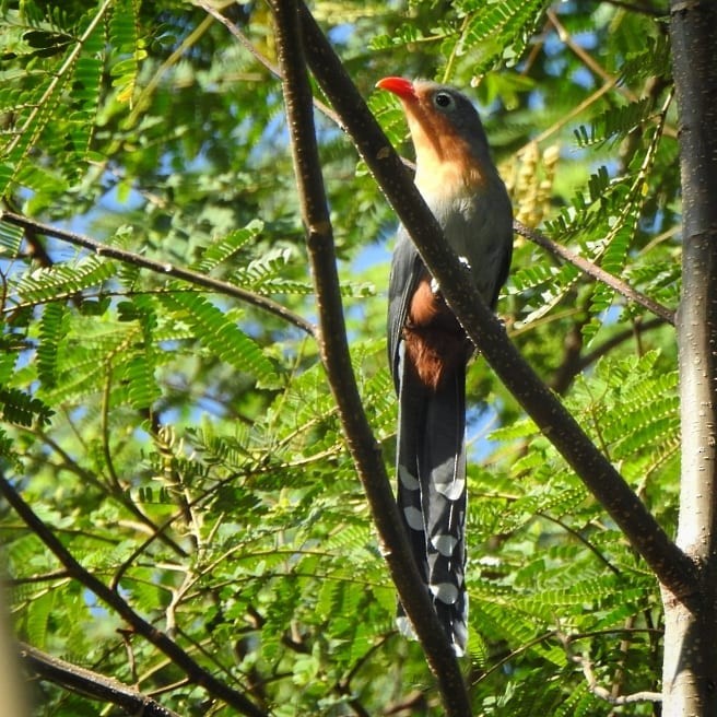 Red-billed Malkoha - ML625820628