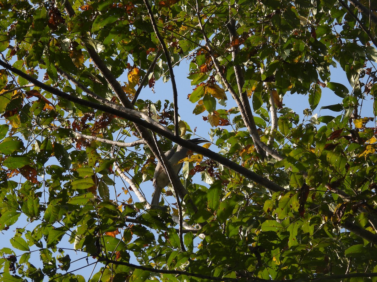 Cálao Gris Indio - ML625820696