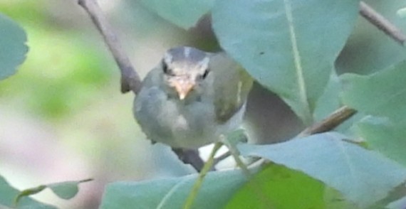 Mosquitero Occipital - ML625820725