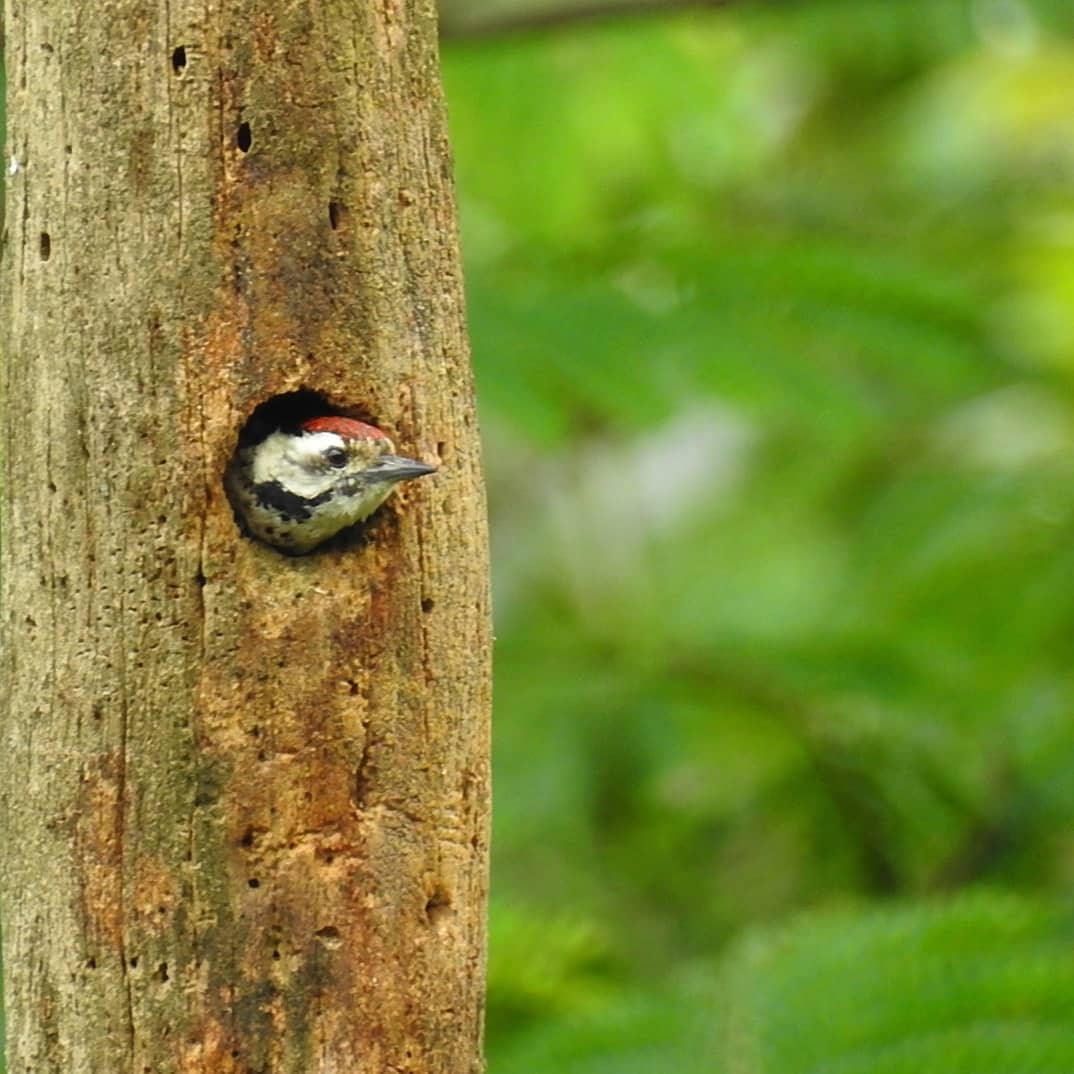 Freckle-breasted Woodpecker - ML625820796