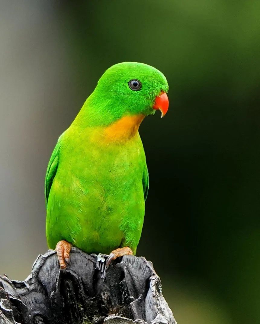 Yellow-throated Hanging-Parrot - ML625820805