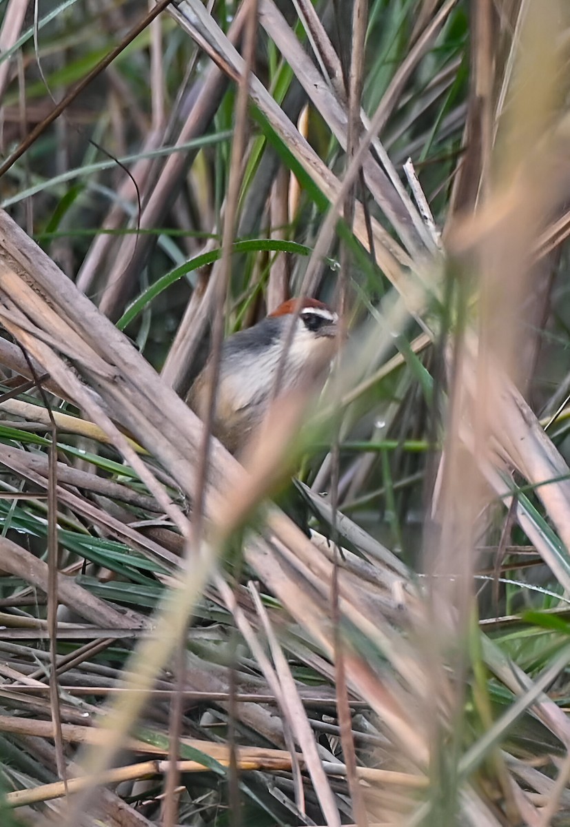 Chestnut-capped Babbler - ML625820816