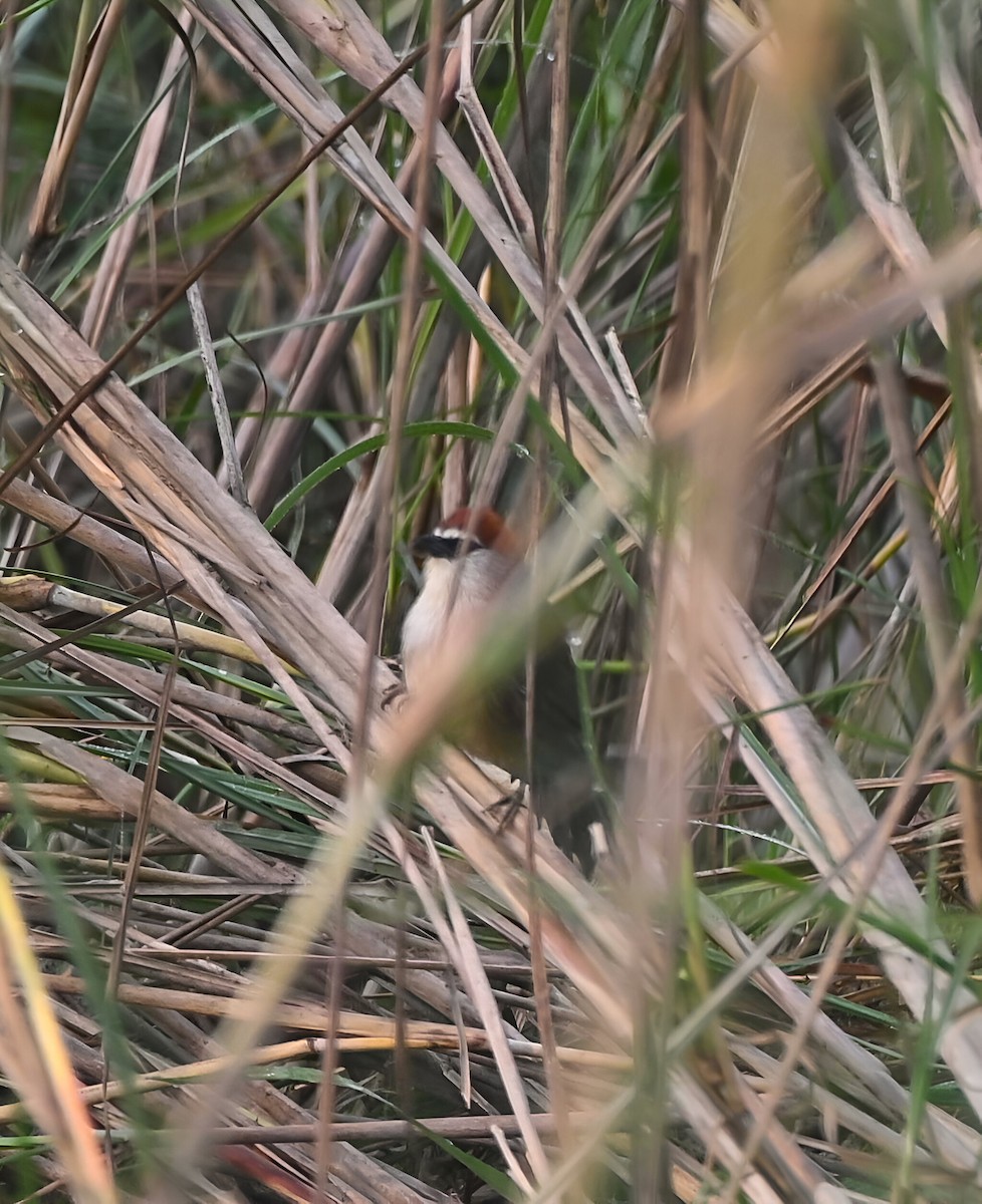 Chestnut-capped Babbler - ML625820817