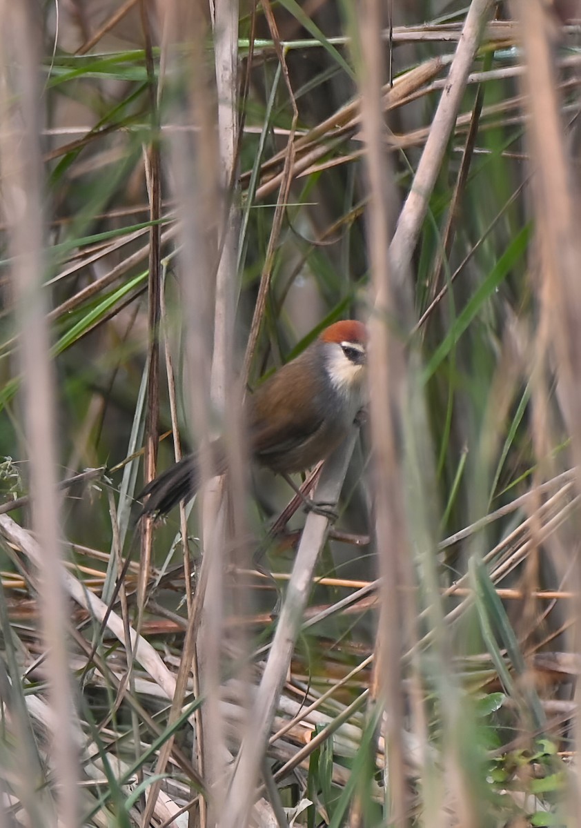 Chestnut-capped Babbler - ML625820818