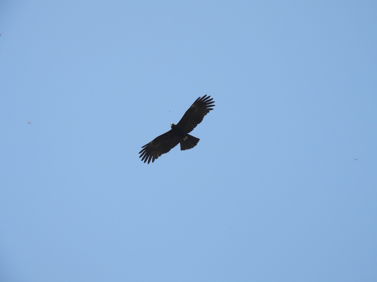 Águila Milana - ML625821028