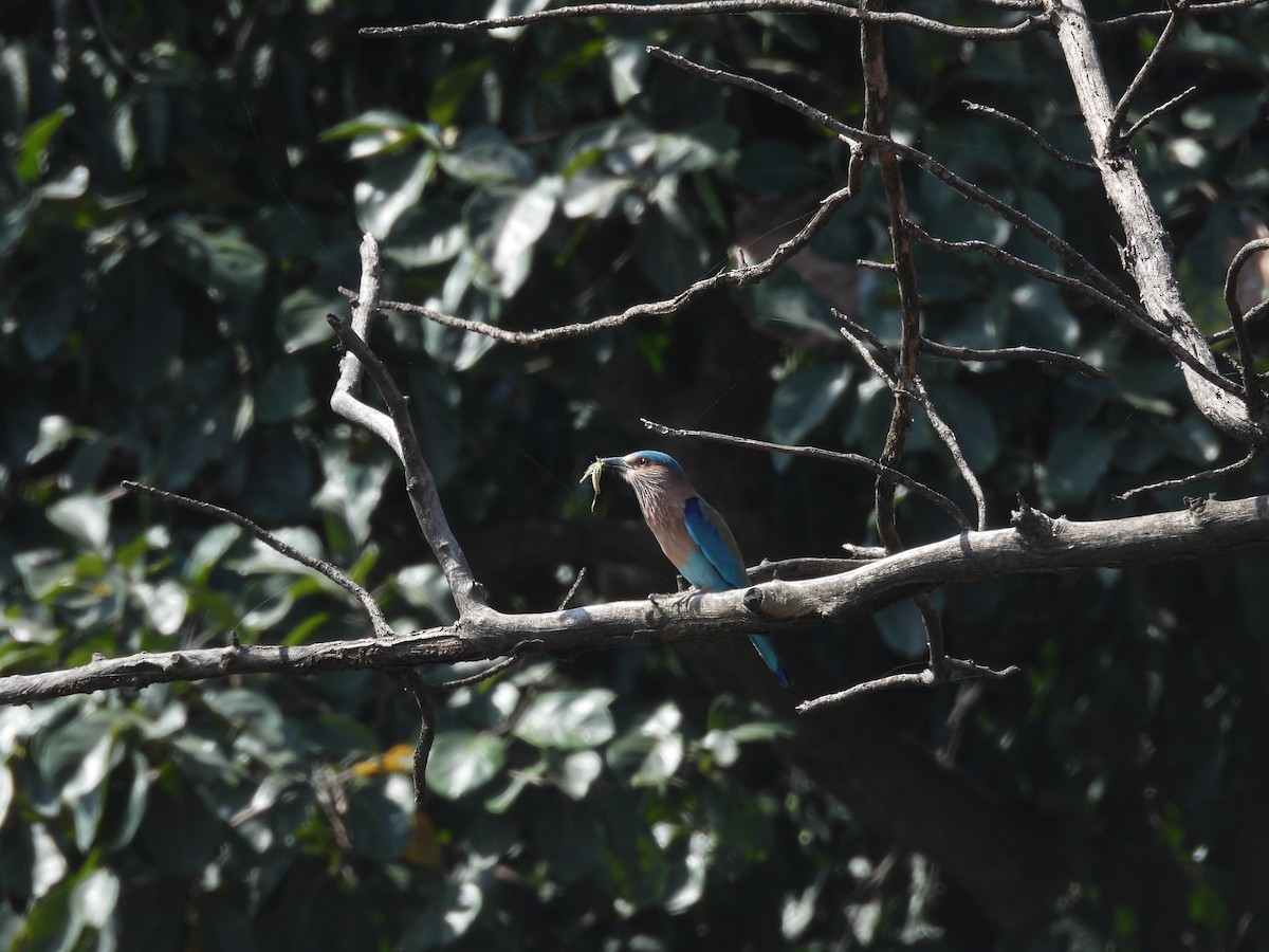 Carraca India - ML625821054