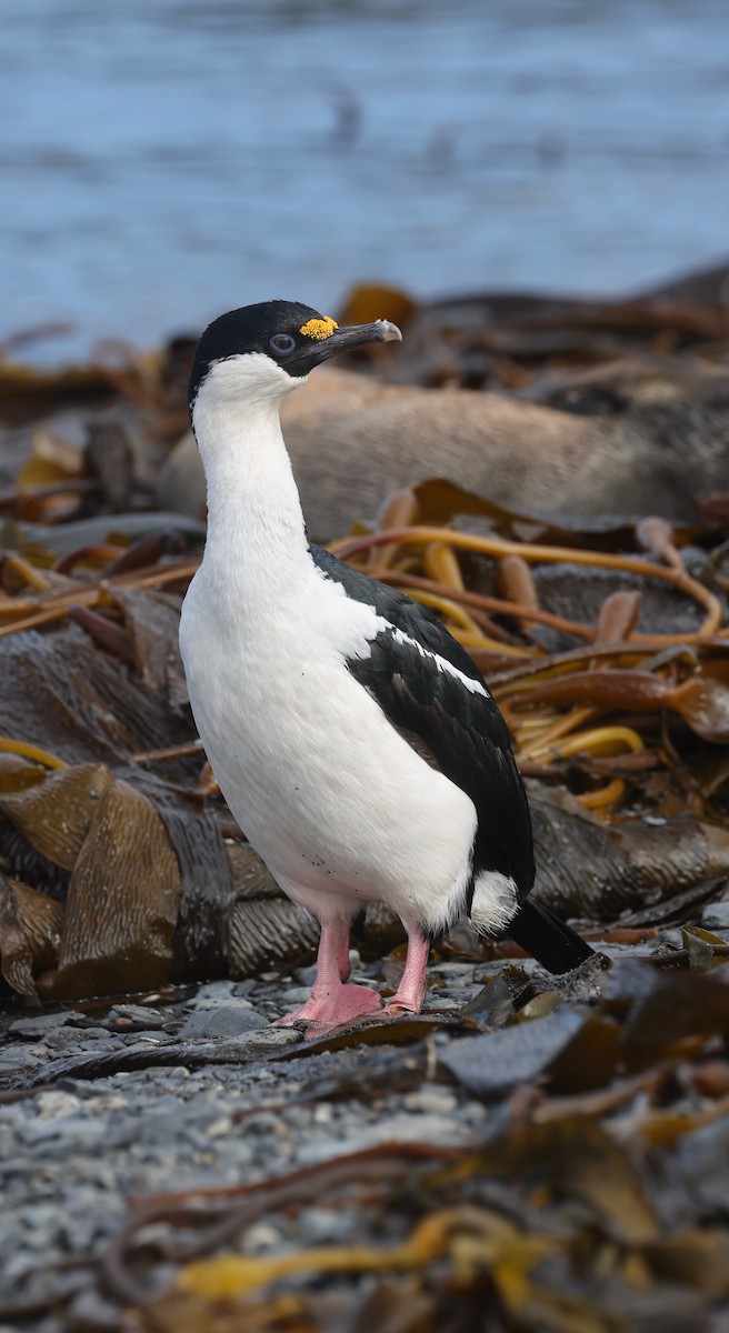 South Georgia Shag - ML625821112