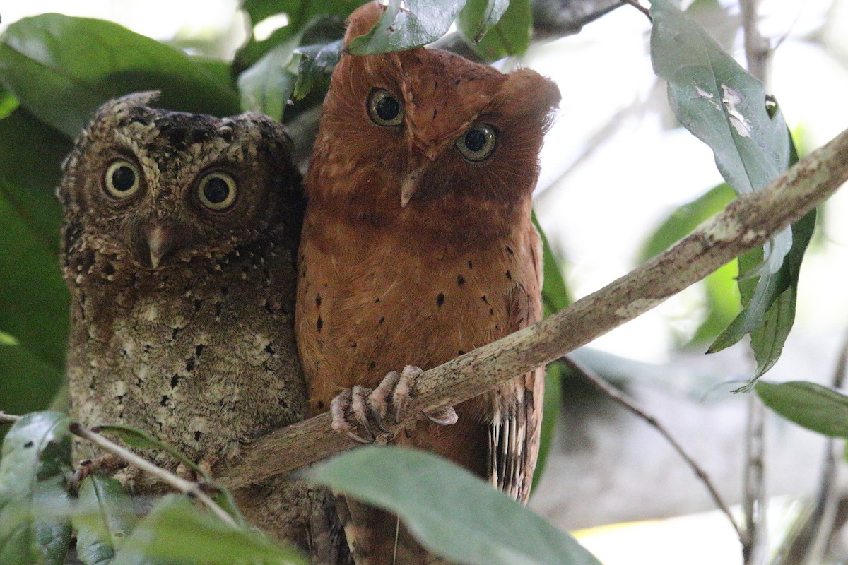 Sokoke Scops-Owl - ML625821149