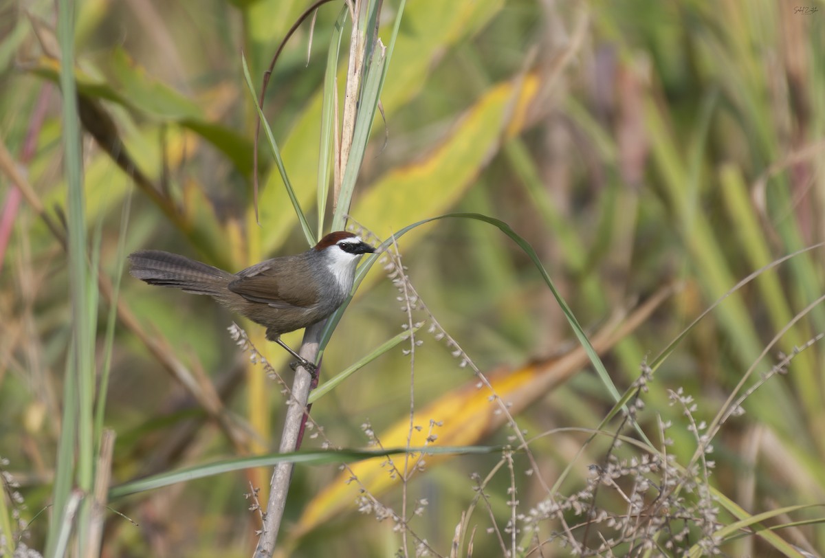 Chestnut-capped Babbler - ML625821229