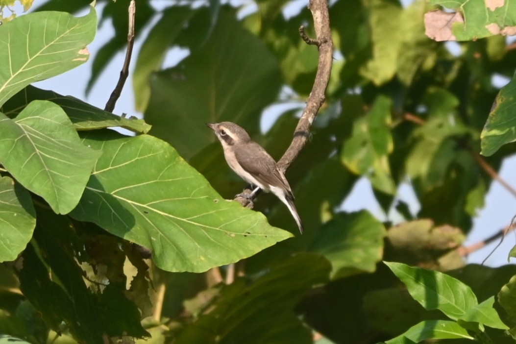 Common Woodshrike - ML625821284