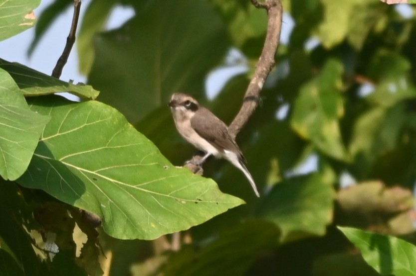 Common Woodshrike - ML625821285