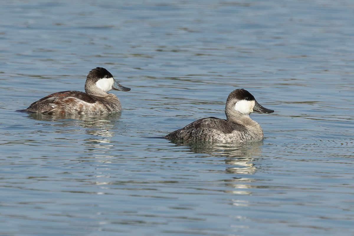 Ruddy Duck - ML625821336