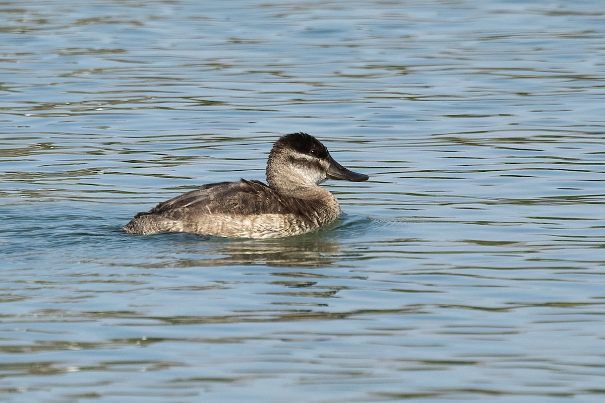 Ruddy Duck - ML625821337