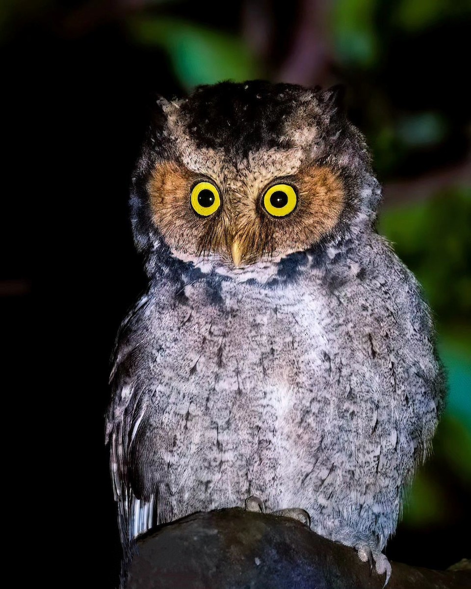 Dağ İshakkuşu - ML625821592