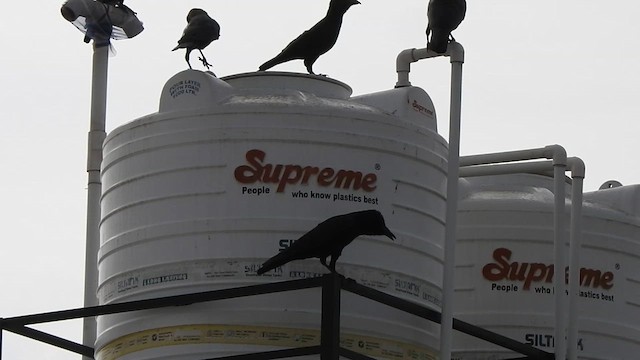 House Crow - ML625821810