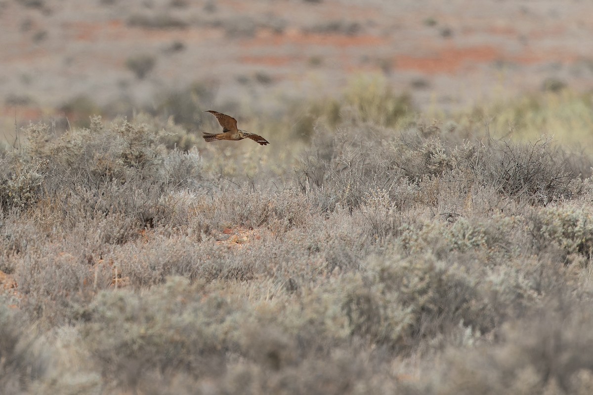 Spotted Nightjar - ML625821886
