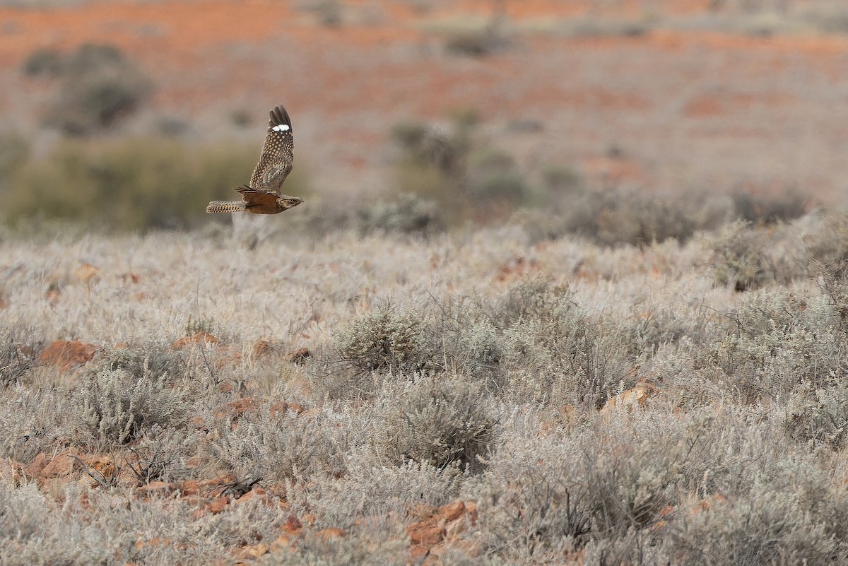 Spotted Nightjar - ML625821887