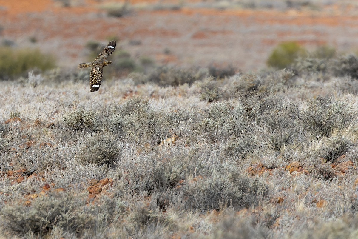 Spotted Nightjar - ML625821888