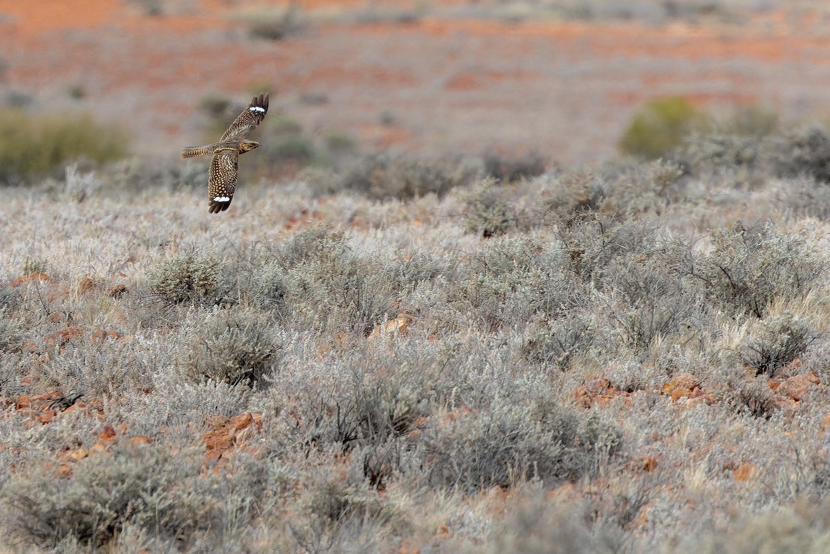 Spotted Nightjar - ML625821889
