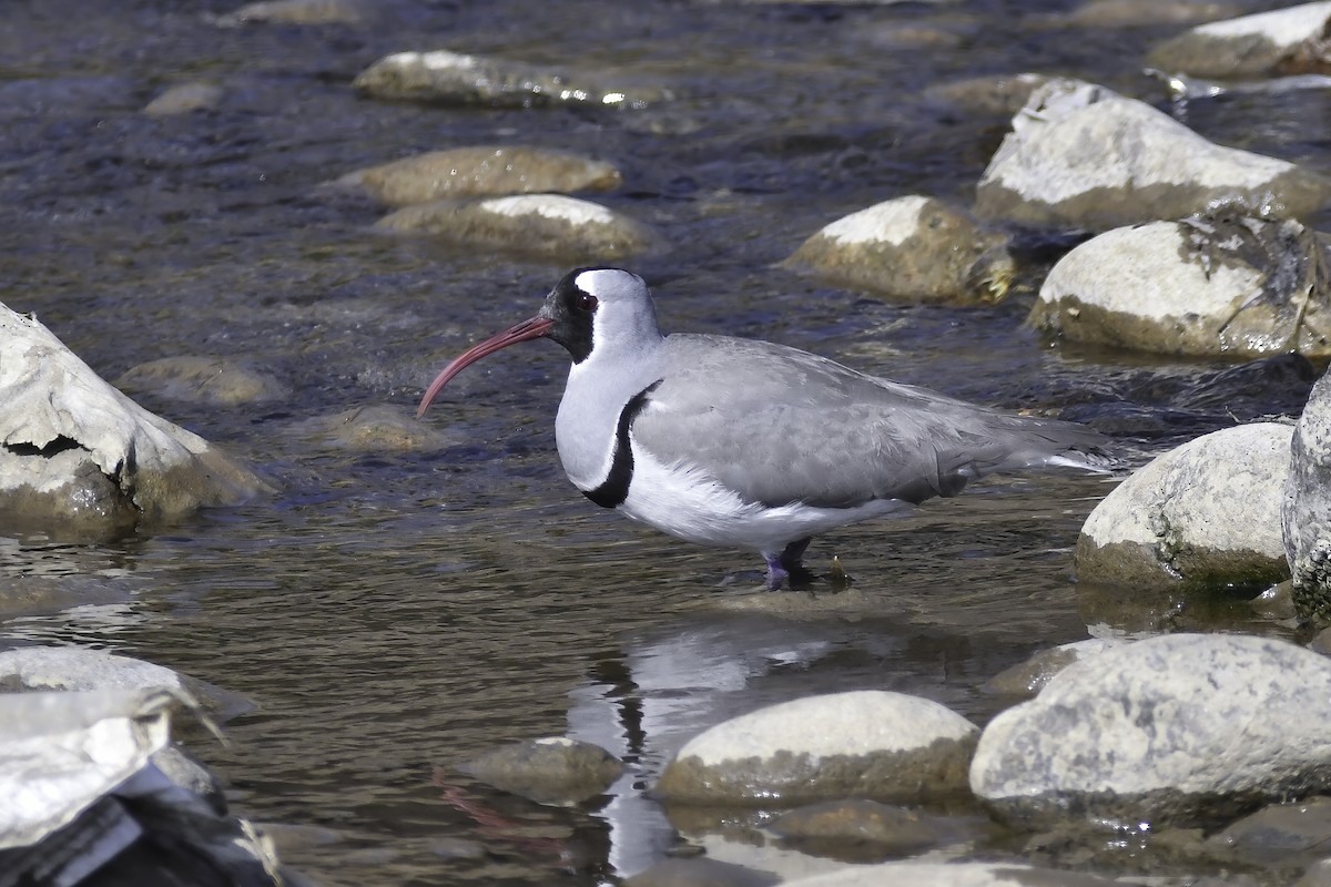 Ibisbill - ML625822114