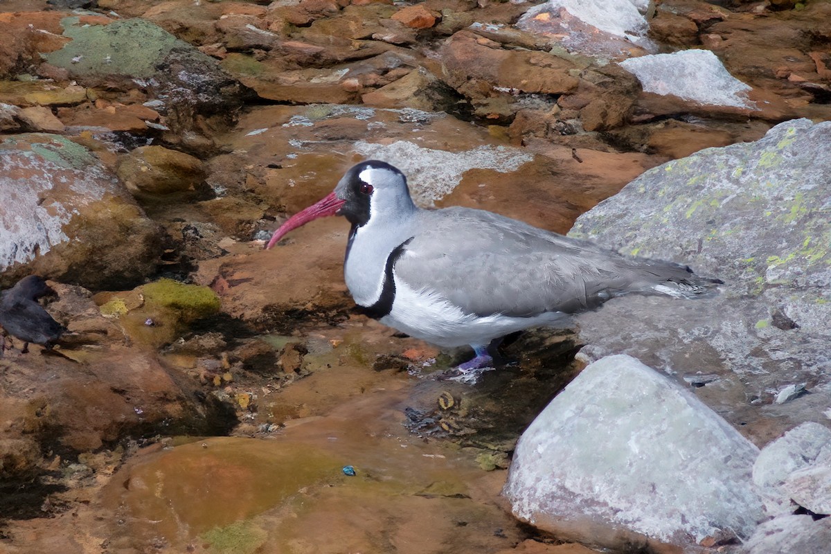 Ibisbill - ML625822115