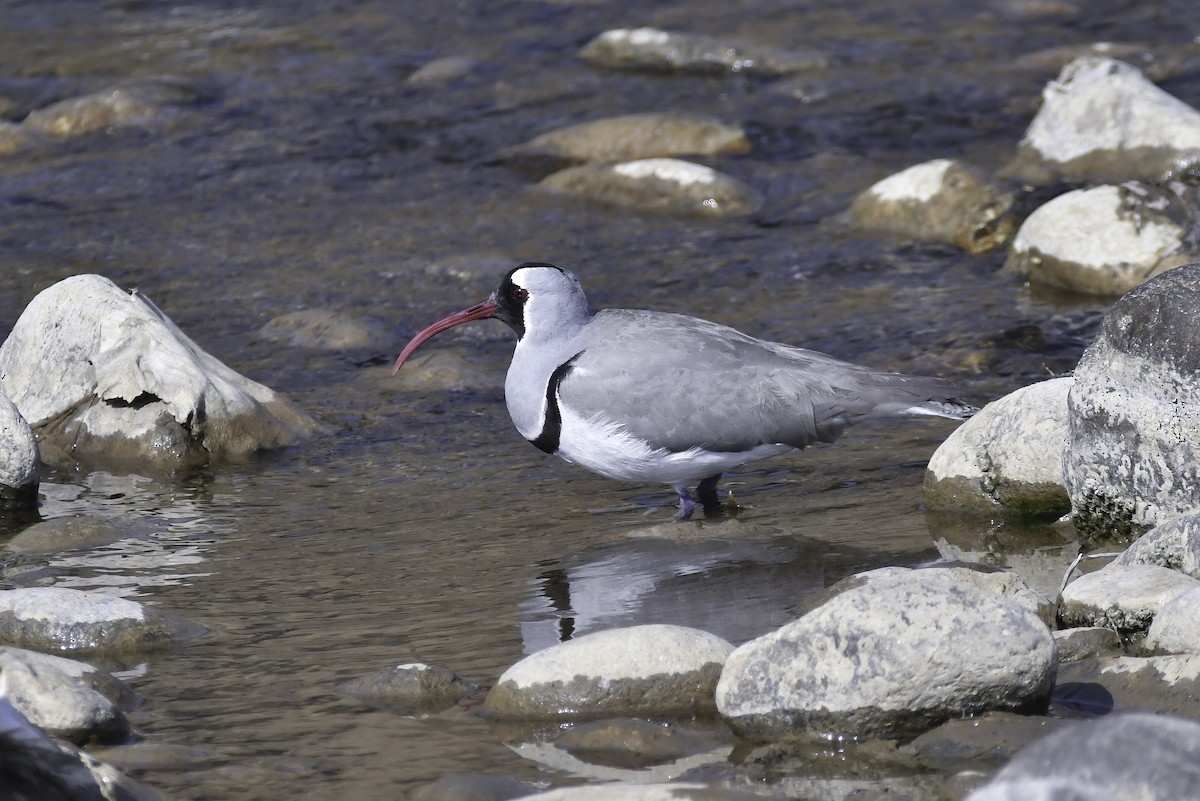 Ibisbill - ML625822116