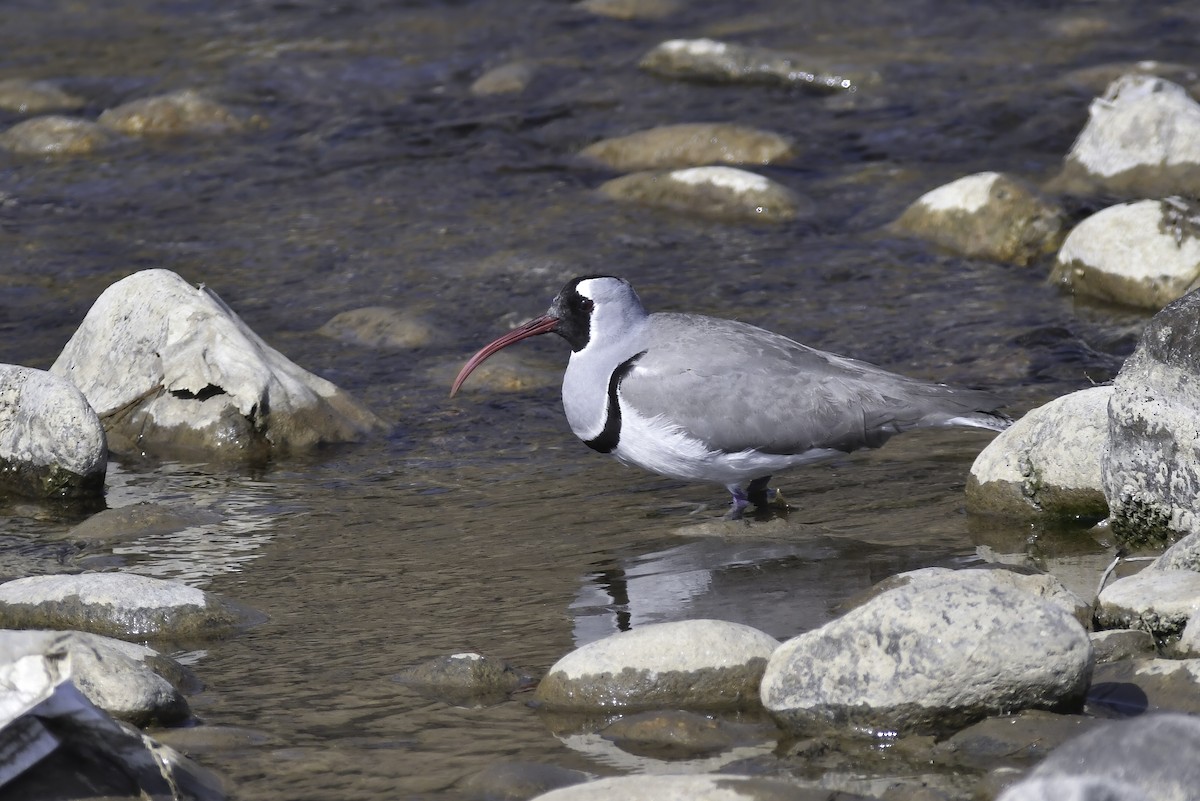 Ibisbill - ML625822117