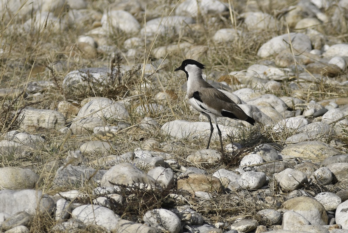 River Lapwing - ML625822118