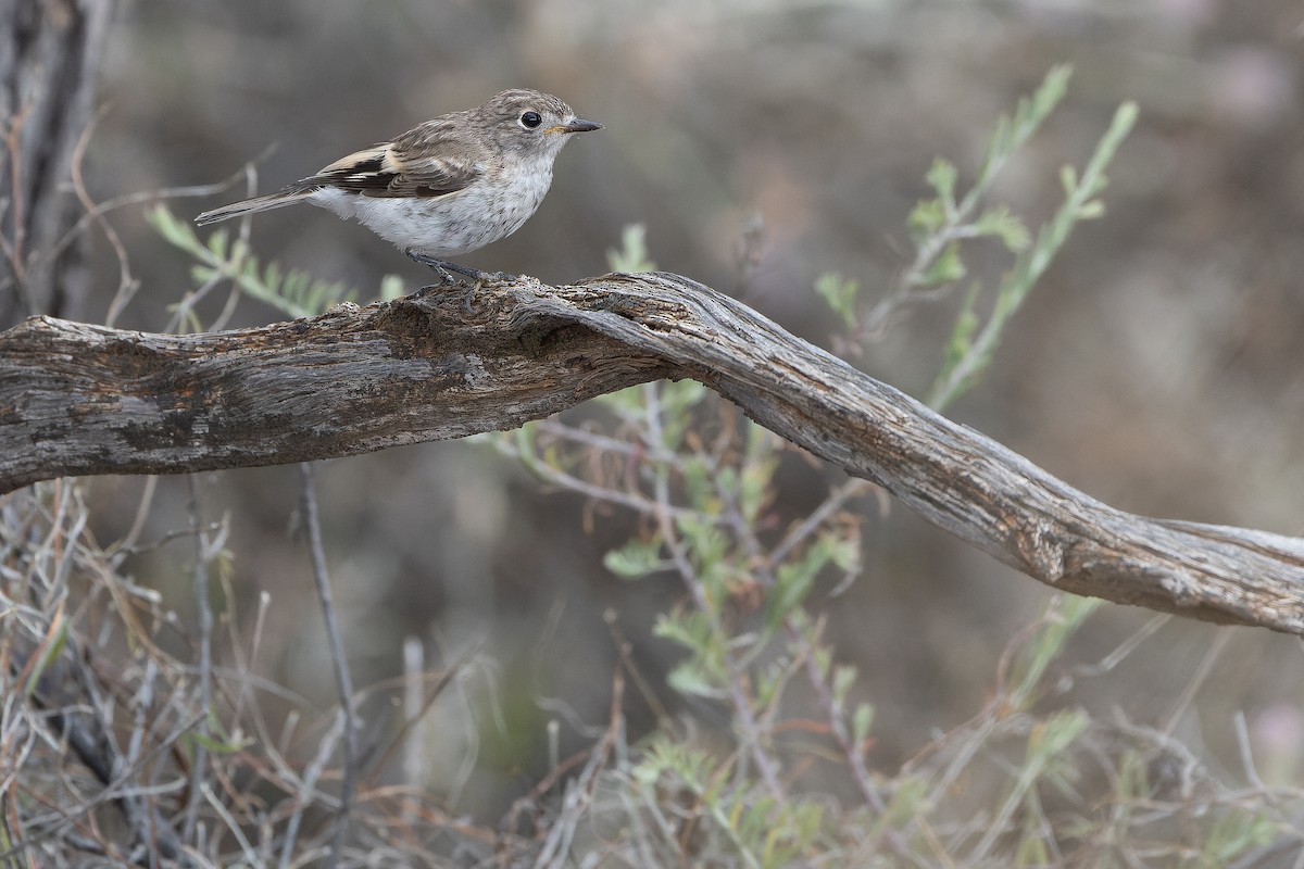 Red-capped Robin - ML625822180