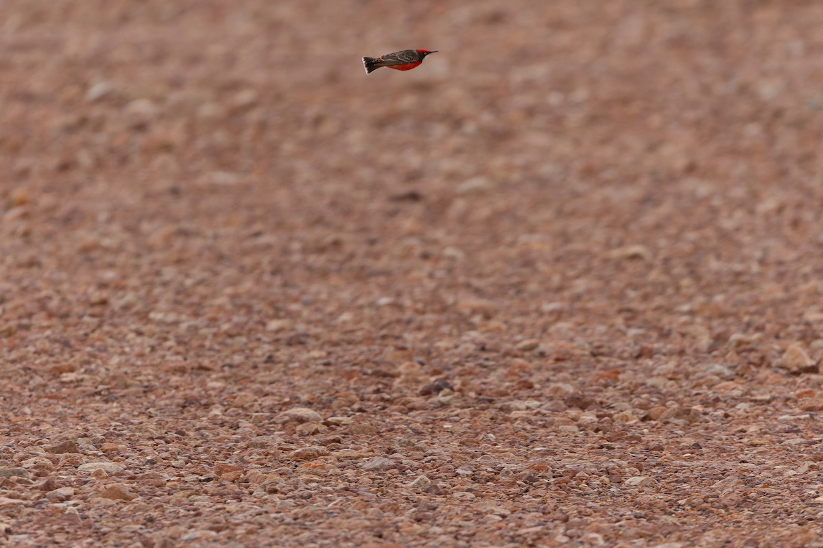 Crimson Chat - ML625822184