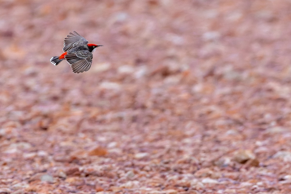 Crimson Chat - ML625822185
