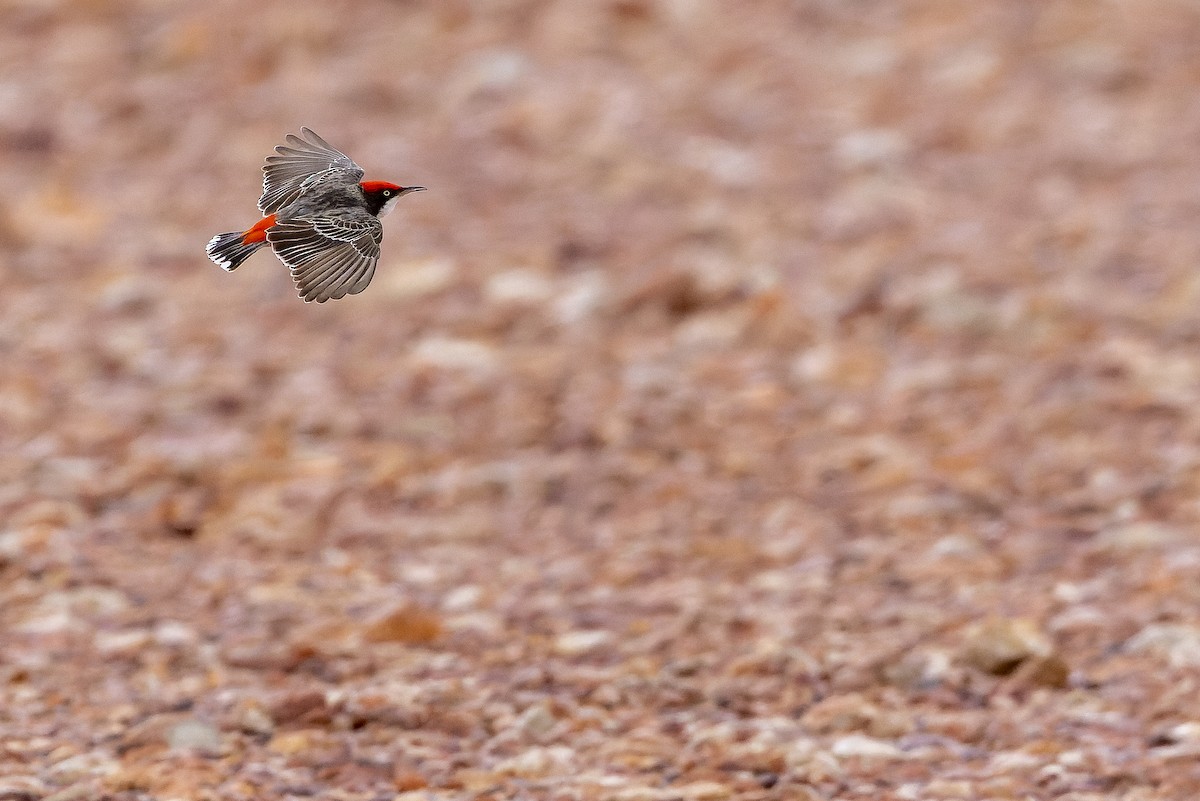 Crimson Chat - ML625822186