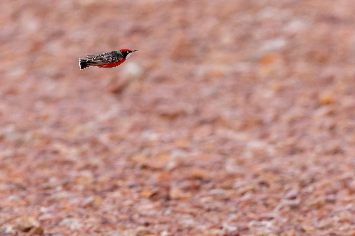Crimson Chat - ML625822187