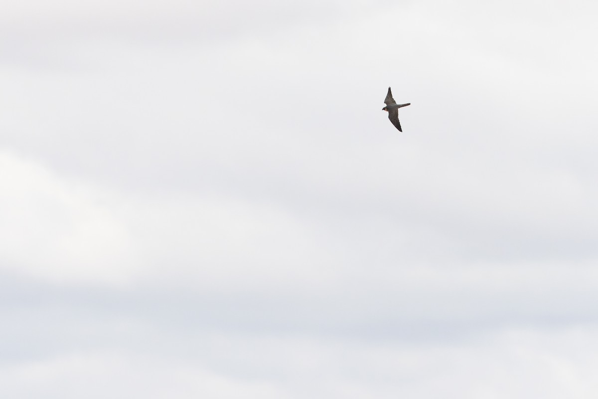 Australian Hobby - ML625822190