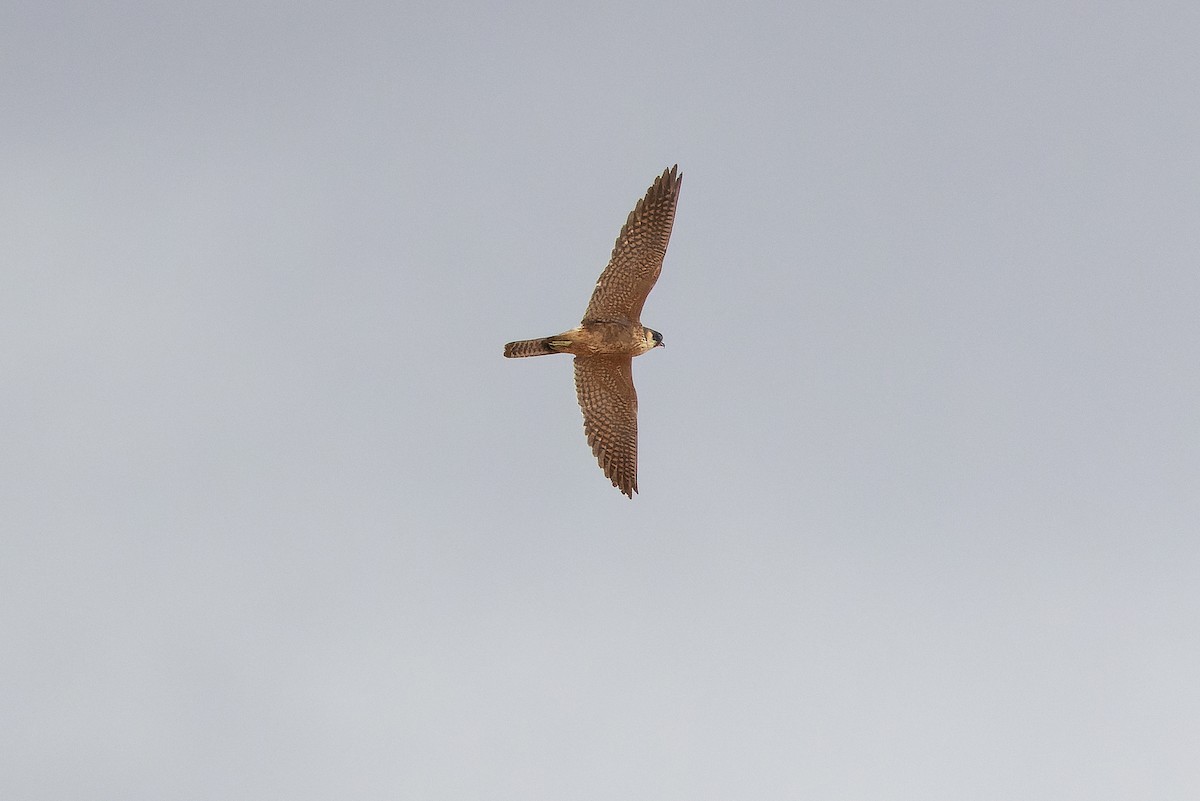 Australian Hobby - ML625822191