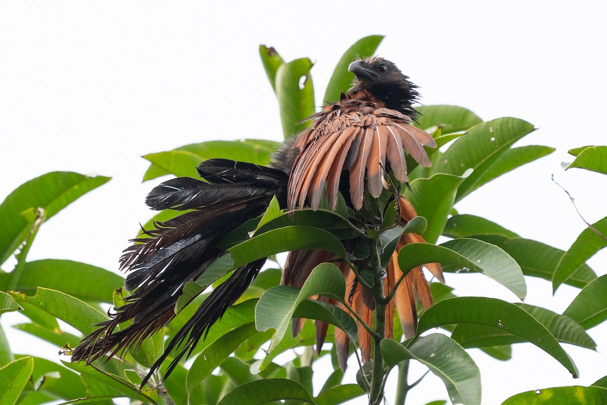 Philippine Coucal - ML625822196