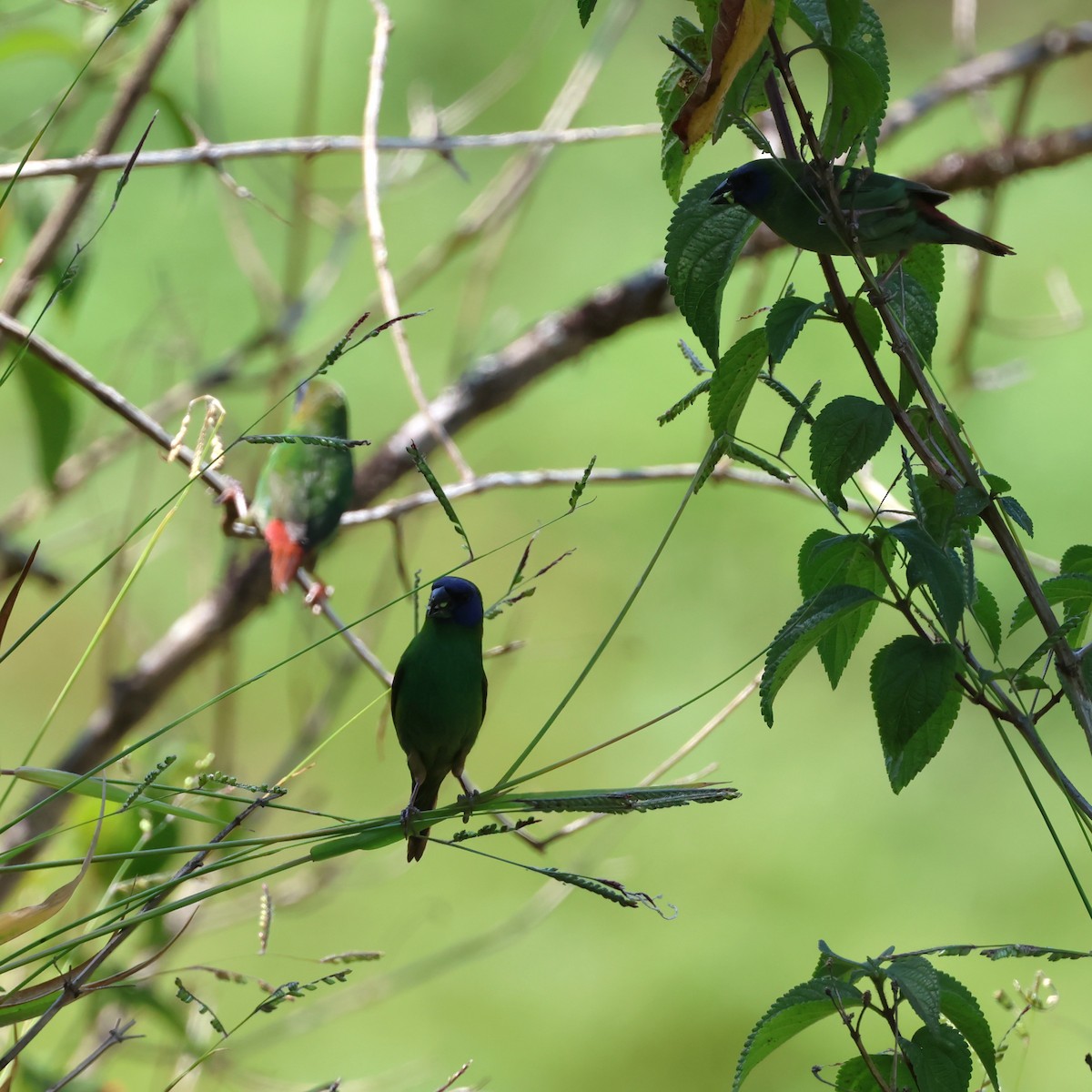 Blue-faced Parrotfinch - ML625822218