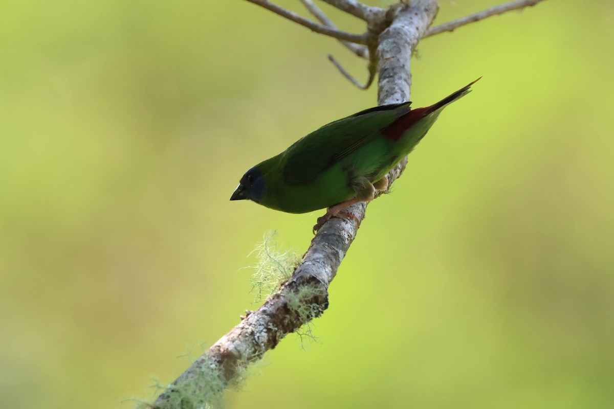 Blue-faced Parrotfinch - ML625822219